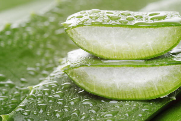 What is the Healing Power of Aloe Vera
